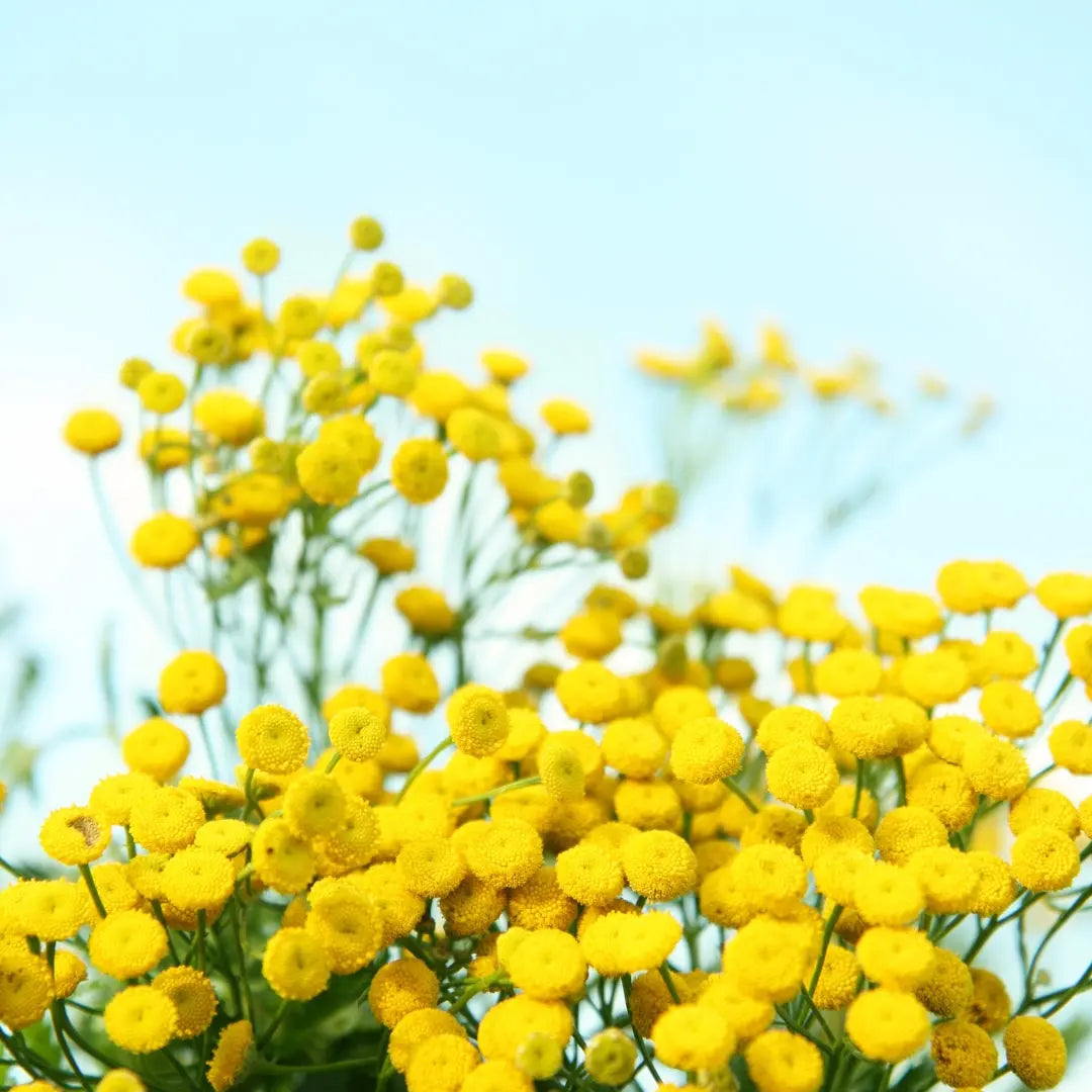 The-Magic-of-Blue-Tansy Pod Organics