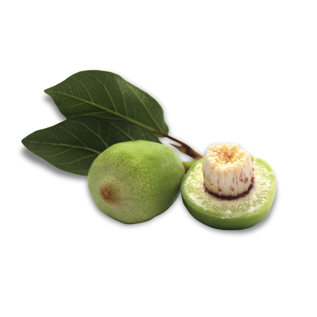vitamin c rich kakadu plum
