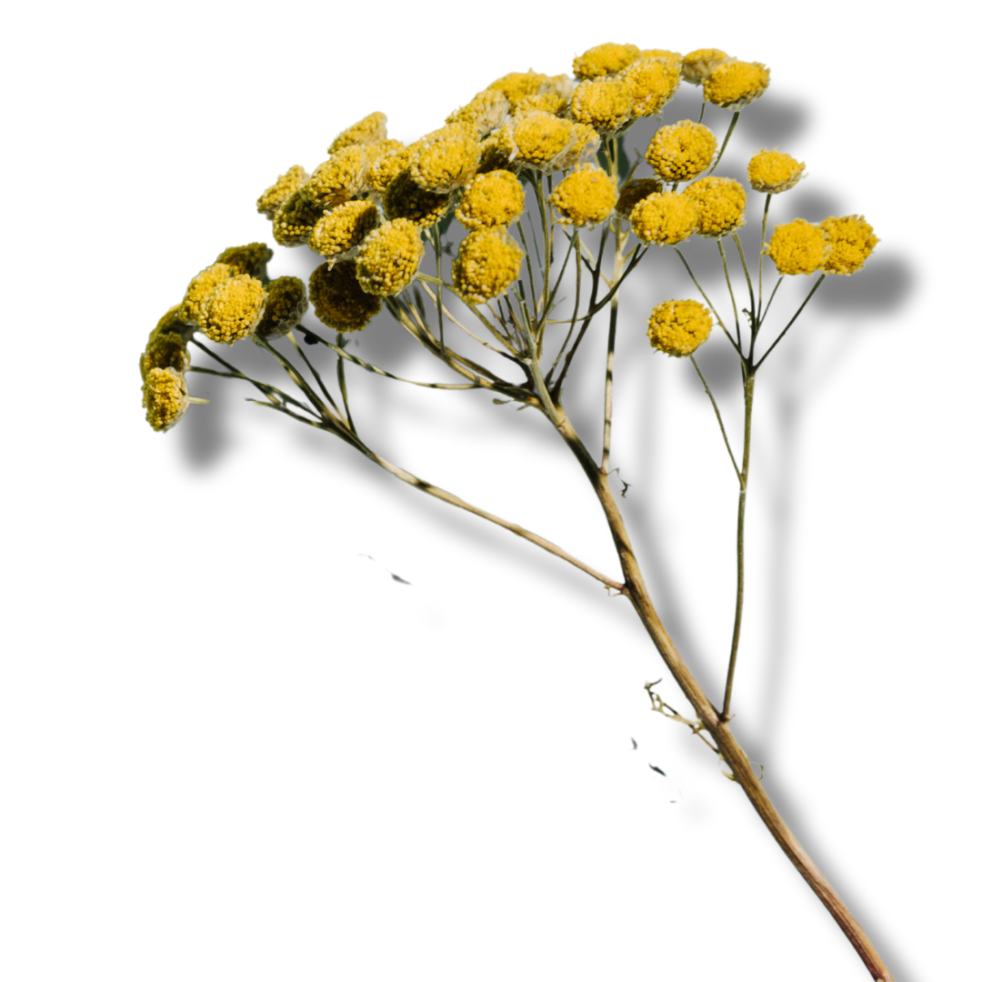 Blue tansy in pregnancy