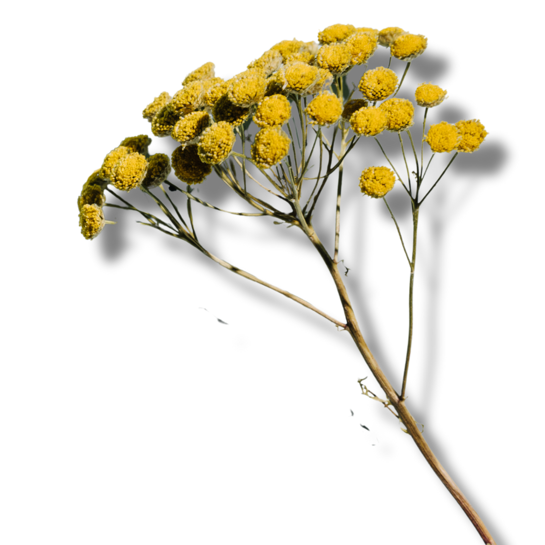 Blue Tansy soothes irritation and promotes even tone
