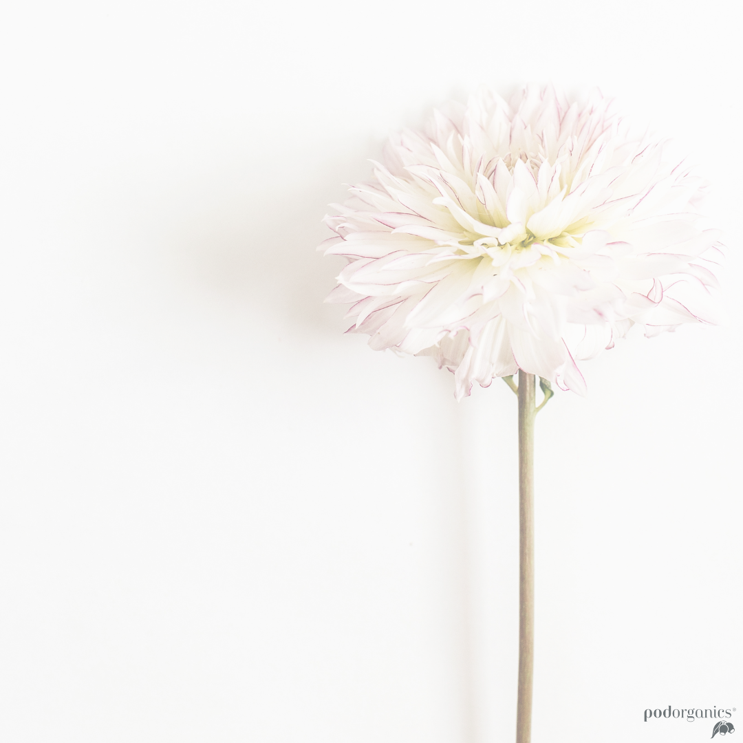 Postpartum nipple care